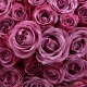 99枝冷美人紫玫瑰长长久久花束