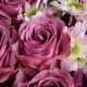 我心有你 - 11枝紫玫瑰搭配浅粉色雏菊