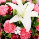 美丽心情-19枝粉康乃馨+1枝香水白百合送长辈花束