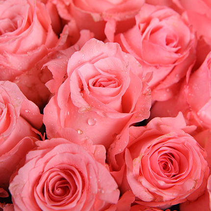 爱的时光-33枝戴安娜粉玫瑰，搭配石竹梅送女神鲜花