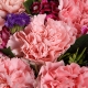祝您幸福-19枝粉色康乃馨，搭配石竹梅母亲节鲜花