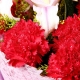 感恩有你-11枝红康乃馨，搭配百合送长辈鲜花