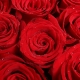 爱如初见-19枝红玫瑰，搭配石竹梅英文复古报纸花束