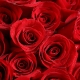 爱情原动力-19枝红玫瑰，搭配红豆送恋人韩式花束