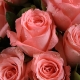 粉红季节-9枝戴安娜粉玫瑰，搭配栀子叶创意花束