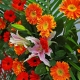 鸿运福星-20朵各色扶郎花，1枝多头白百合，搭配绿叶、散尾葵开业花篮