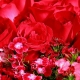 缤纷的爱-33朵红玫瑰，外围石竹梅点缀时尚花束