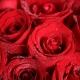 钟情于你-33枝红玫瑰+一对公仔小熊恋人花束