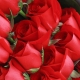 相爱时光-19朵红玫瑰，搭配满天星