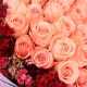 浓情思念-33枝粉玫瑰，搭配相思梅点缀恋人花束