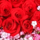 我的挚爱-33枝红玫瑰，搭配相思梅爱情花束