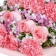 好运相伴-11朵粉康乃馨、8朵粉玫瑰送老师送长辈鲜花