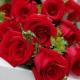 爱情誓言-19枝红玫瑰，搭配叶上金/栀子叶