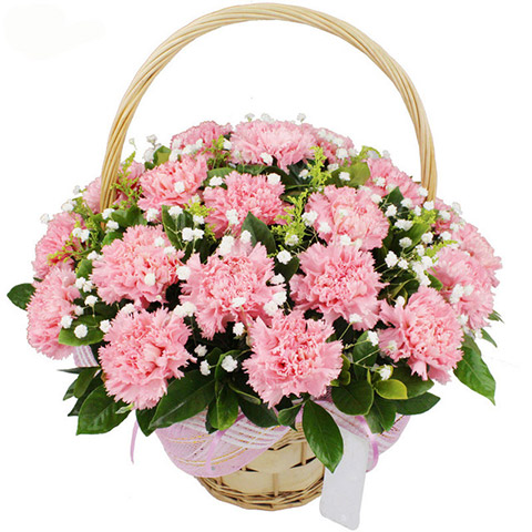 温馨思念-36枝粉色康乃馨，搭配栀子叶、满天星、黄莺