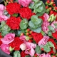 温馨怀抱-11枝红色康乃馨，搭配粉桔梗枝，红豆，尤加利