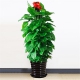 蒸蒸日上-1.5米左右盆栽大绿萝，带花盆大小颜色随机