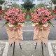 开业大旺-33朵粉色扶郎花、3朵粉百合，搭配散尾葵