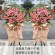 开业大旺-33朵粉色扶郎花、3朵粉百合，搭配散尾葵